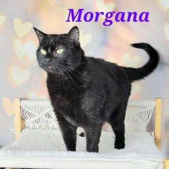 Rescue Domestic Short Hair Cats for Adoption in Greensburg, Pennsylvania - Morgana | PetCurious