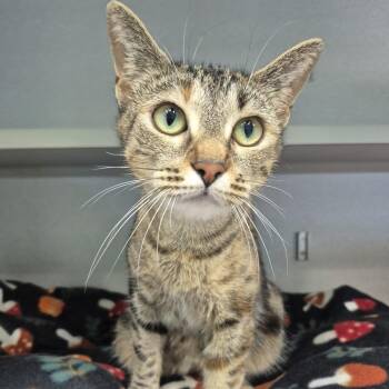 Domestic Short Hair Cats Available for Adoption in Newark, New Jersey - Gato | PetCurious