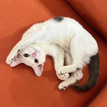 Myers -  Domestic Short Hair Cat for Adoption in Long Beach, California - Myers | PetCurious