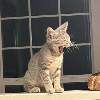 Gus Gus -  Tiger Cat for Adoption in Honeoye, New York - Gus Gus | PetCurious