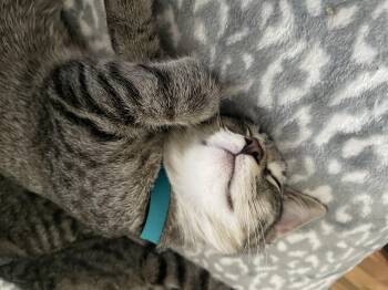 Rescue Tabby Cats for Adoption in Costa Mesa, California - Oliver | PetCurious