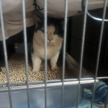 Domestic Short Hair Cats Available for Adoption - Bandit | PetCurious