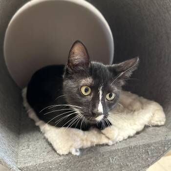 Tank -  Tuxedo Cat for Adoption in La Grange Park, Illinois - Tank | PetCurious