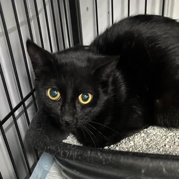 Domestic Short Hair Cats Available for Adoption in Corbin, Kentucky - Sugar | PetCurious
