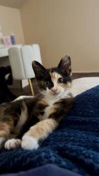 Rescue Calico Cats for Adoption in Nacogdoches, Texas - BERGFELD (Bergie) | PetCurious