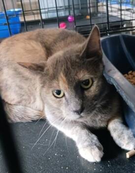 Gabby -  Domestic Short Hair Cat Available for Adoption in West Memphis, Arkansas - Gabby | PetCurious
