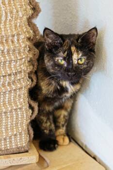 Aspen -  Tortoiseshell Cat for Adoption in Lampasas, Texas - Aspen | PetCurious