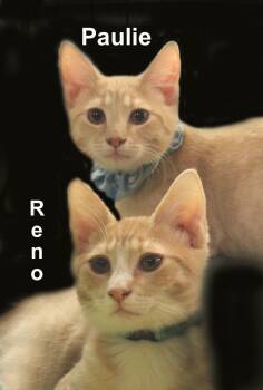 Domestic Short Hair and Tabby Cats Available for Adoption in Stowe, Pennsylvania - Paulie And Reno Newm.  (sweet Bonded Brothers) | PetCurious
