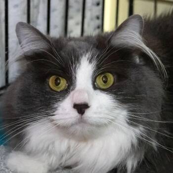 Domestic Long Hair Cats Available for Adoption in Mckean, Pennsylvania - Hepburn | PetCurious