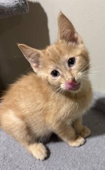 Rescue Tabby Cats for Adoption in Woodbridge Township, New Jersey - Beethoven | PetCurious