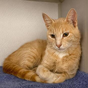 Jess -  Domestic Short Hair Cat for Adoption in Falls Church, Virginia - Jess | PetCurious