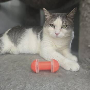 Mona Lisa -  Domestic Short Hair Cat for Adoption in Jarrettsville, Maryland - Mona Lisa | PetCurious