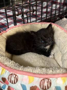 Domestic Short Hair Cats Available for Adoption in Camden, South Carolina - Wackadoo (available For Pre-adoption) | PetCurious