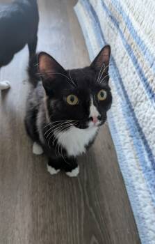 Sage -  Domestic Short Hair Cat for Adoption in Walnut, California - Sage | PetCurious