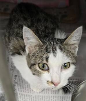 Sasha -  Domestic Short Hair Cat for Adoption in North Myrtle Beach, South Carolina - Sasha | PetCurious