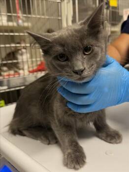 *ASH -  Domestic Short Hair Cat for Adoption in Woodland, California - *ASH | PetCurious