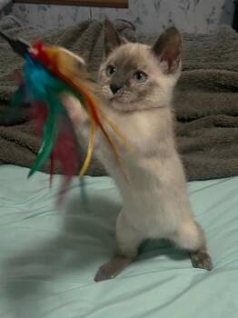 Glitter -  Siamese and Domestic Short Hair Cat for Adoption in Shawnee, Kansas - Glitter | PetCurious