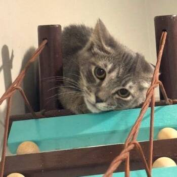 Domestic Short Hair Cats Available for Adoption - Honey Wheat C11019 | PetCurious