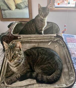 Sissy & Sassy -  Domestic Short Hair Cat for Adoption in Sonora, California - Sissy & Sassy | PetCurious
