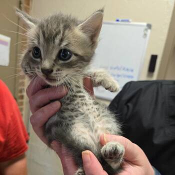 Ferrari -  Domestic Short Hair Cat for Adoption in Birmingham, Alabama - Ferrari | PetCurious
