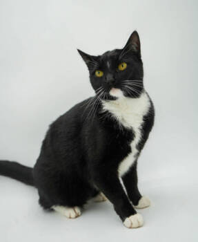 Rescue Domestic Short Hair Cats for Adoption in Bowling Green, Kentucky - Whitney (RNR) | PetCurious