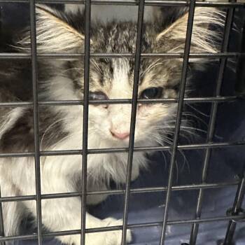 Frack -  Domestic Short Hair Cat for Adoption in Greensboro, North Carolina - Frack | PetCurious