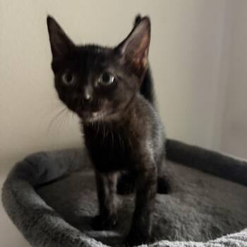Oscar -  Domestic Short Hair Cat Available for Adoption in NEW PT RICHEY, Florida - Oscar | PetCurious