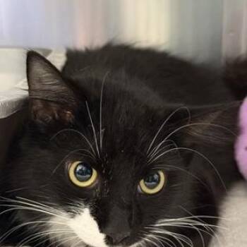 Domestic Medium Hair Cats Available for Adoption in Worcester, Massachusetts - Starburst  | PetCurious