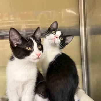 Merissa 2 -  Domestic Short Hair Cat for Adoption in Spokane, Washington - Merissa 2 | PetCurious