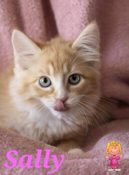 Sally -  Domestic Short Hair Cat for Adoption in Scottsdale, Arizona - Sally | PetCurious