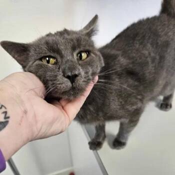 Rescue Domestic Short Hair Cats for Adoption in Mount Pleasant, Iowa - Ace | PetCurious