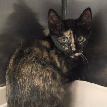 Shelly -  Domestic Short Hair Cat for Adoption in Lake Panasoffkee, Florida - Shelly | PetCurious
