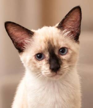 Cappuccino A -  Siamese Cat for Adoption in Fresno, California - Cappuccino A | PetCurious
