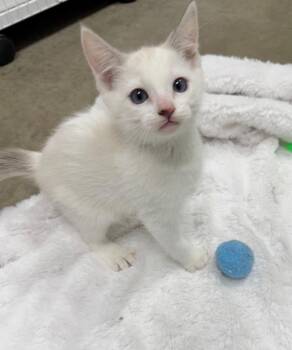 Domestic Short Hair Cats Available for Adoption - 26-07 Glow | PetCurious