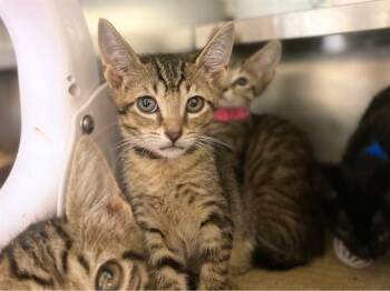 CLEMENTINE -  Domestic Short Hair Cat for Adoption in Fort Wayne, Indiana - CLEMENTINE | PetCurious