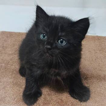 Rescue Domestic Short Hair Cats for Adoption in St. Augustine, Florida - Sequin | PetCurious