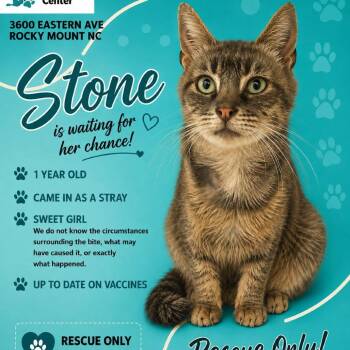STONE  Available NOW - RESCUE ONLY! -  Domestic Short Hair Cat for Adoption in Nashville, North Carolina - STONE  Available NOW - RESCUE ONLY! | PetCurious