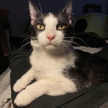American Shorthair Cats Available for Adoption in New York, New York - George | PetCurious