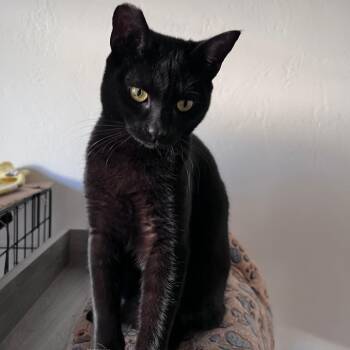 Mabel -  Domestic Short Hair Cat for Adoption in Vallejo, California - Mabel | PetCurious