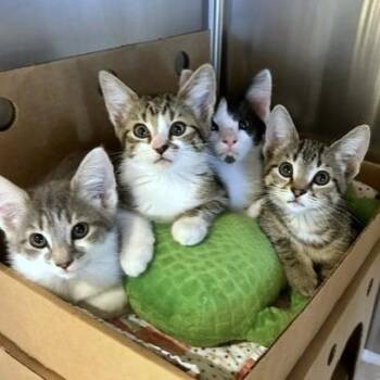 Gemini -  Domestic Long Hair Cat for Adoption - Gemini | PetCurious