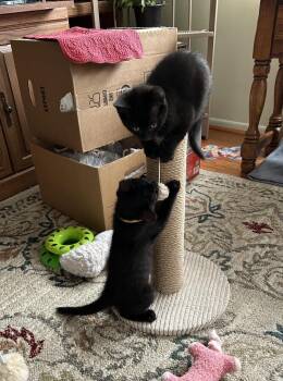 Raven (1) -  Domestic Short Hair Cat for Adoption in Plymouth, Michigan - Raven (1) | PetCurious