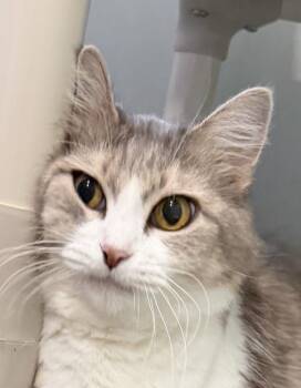 Mittens -  Domestic Medium Hair Cat for Adoption in Sault Ste. Marie, Michigan - Mittens | PetCurious