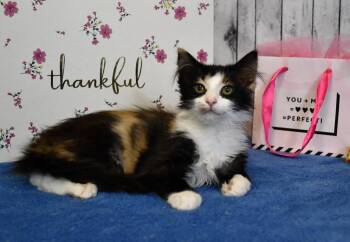 Irma -  Domestic Long Hair Cat for Adoption in Roanoke, Texas - Irma | PetCurious