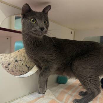 Dove -  Domestic Short Hair Cat for Adoption in Cheyenne, Wyoming - Dove | PetCurious