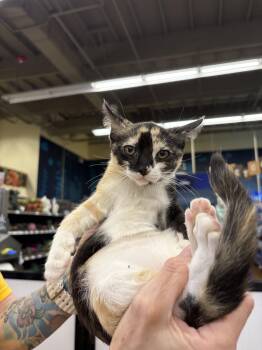 Rescue Calico Cats for Adoption in Aiea, Hawaii - Diva | PetCurious