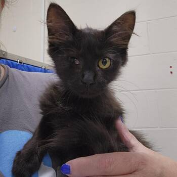Mariette -  Domestic Medium Hair Cat for Adoption in Walker, Michigan - Mariette | PetCurious