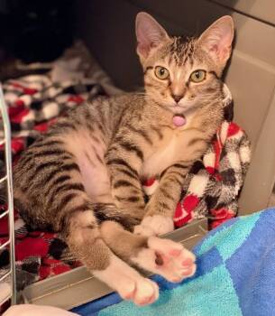 Rescue Domestic Short Hair Cats for Adoption in Seal Beach, California - Marissa | PetCurious