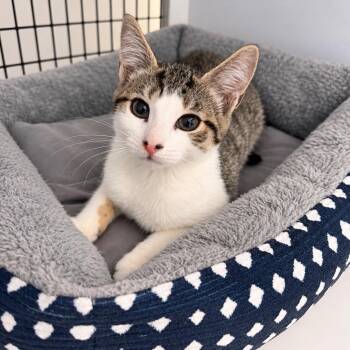 Mistral -  Domestic Short Hair Cat for Adoption in Trenton, New Jersey - Mistral | PetCurious