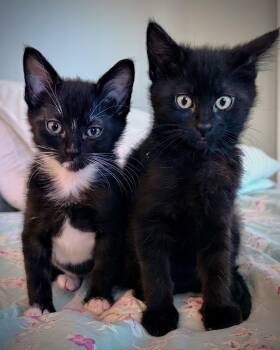 Domestic Short Hair Cats Available for Adoption in Oakland, California - Lulu (bonded W/ Trixie) | PetCurious