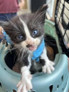 BALOO -  Domestic Short Hair Cat for Adoption in San Antonio, Texas - BALOO | PetCurious